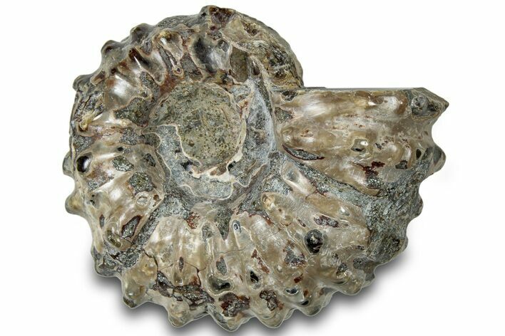 Bumpy Ammonite (Douvilleiceras) Fossil - Madagascar #308920